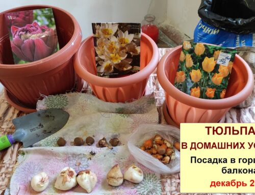 Основные правила посадки луковиц тюльпанов в горшок