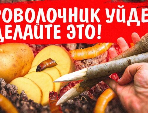 Методы спасения картофеля от проволочника