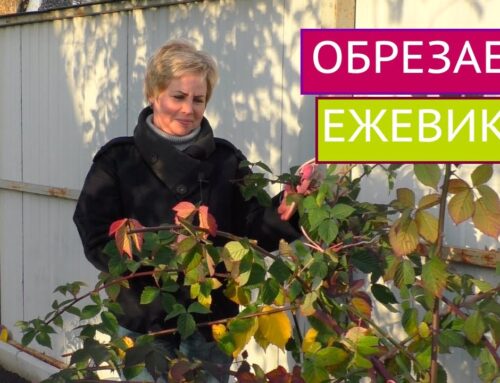 Уход за ежевикой осенью – секреты успешного урожая