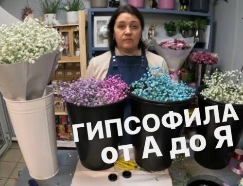 Секреты ухода за гипсофилами в губке – советы и рекомендации