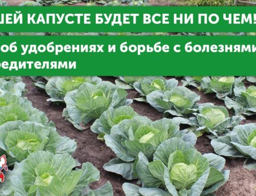 Секреты ухода за капустой в открытом грунте