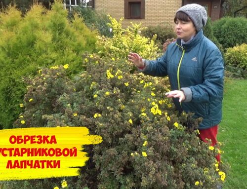 Уход за лапчаткой кустарниковой – советы и рекомендации