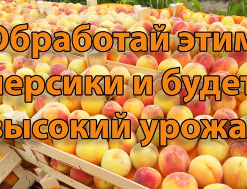 Секреты ухода за персиком весной – советы садовода