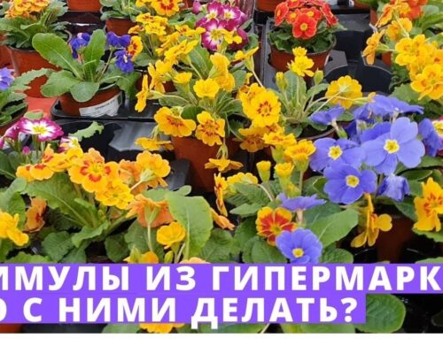 Уход за примулой в горшке – секреты здоровья и красоты