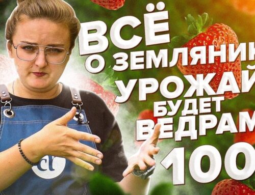 Техники ухода за земляникой – секреты успешного выращивания