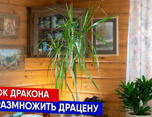 Как правильно укоренить драцену – советы и рекомендации