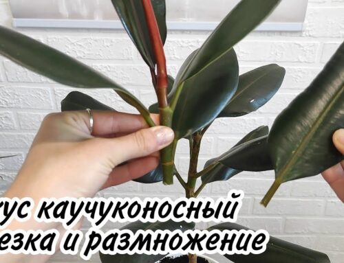 Как правильно укоренить фикус эластика после обрезки