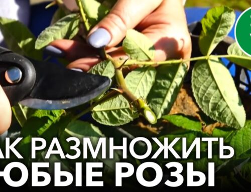 Секреты успешного укоренения отростка розы
