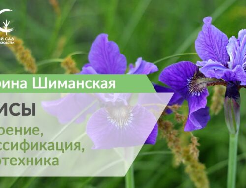 Ирис – особенности внешнего вида и растения