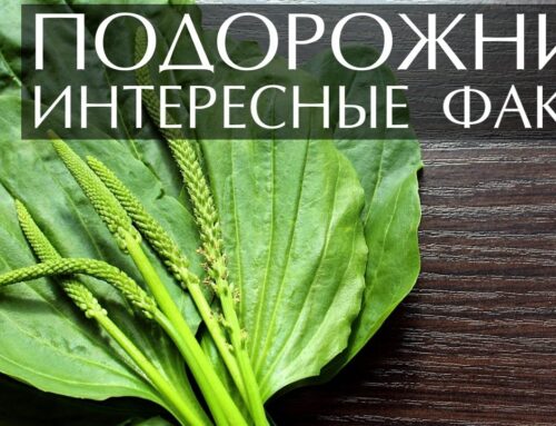 Обзор и характеристика растения подорожник