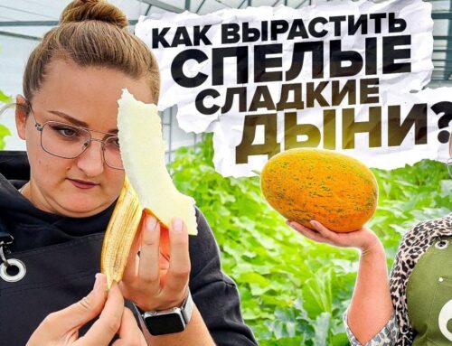 Секреты выращивания вкусной и сочной дыни в саду