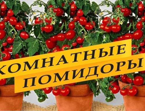 Секреты выращивания помидоров на окне в домашних условиях