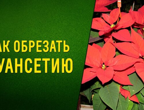 Как и когда правильно обрезать рождественскую звезду