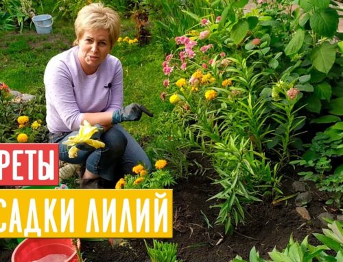 Лучшее время для посадки лилий в открытый грунт