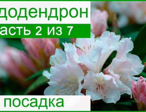 Весна или осень – когда лучше сажать рододендроны?