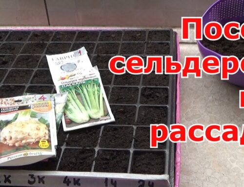 Лучшее время для посадки сельдерея на рассаду