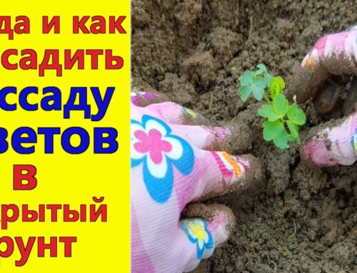 Оптимальное время для посадки рассады цветов в открытый грунт