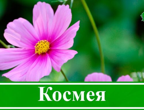 Космея – оптимальное время для посадки