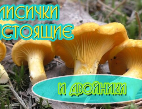 Лисички – искусственные или настоящие?