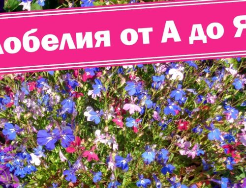 Как и когда сажать лобелию из семян – советы по выращиванию