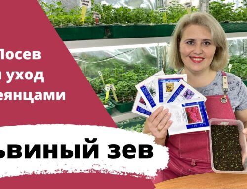 Как вырастить львиный зев из семян – оптимальное время для посева на рассаду