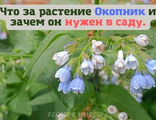 Окопник – что за растение?