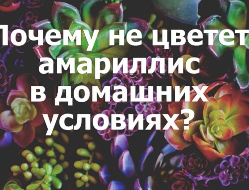 Почему амарилис не цветет – причины и способы решения проблемы