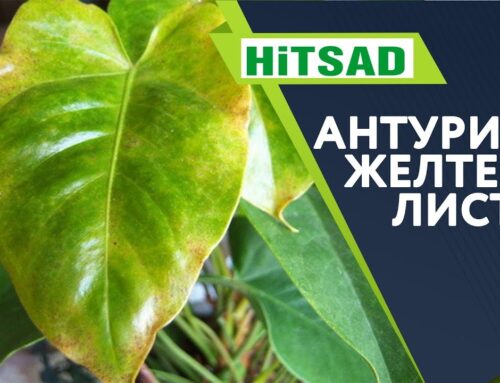 Почему желтеют листья у антуриума в домашних условиях – причины и решения