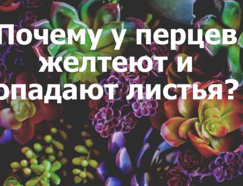 Почему у перца желтеют листья – причины и способы решения проблемы
