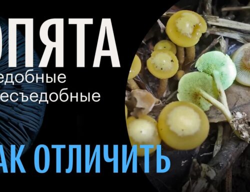Опята – как их опознать и как они выглядят