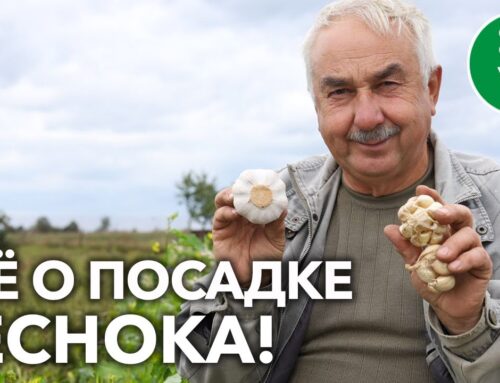 Как правильно посадить чеснок весной – сроки посева и особенности выращивания