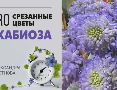Подробное описание внешнего вида скабиоз цветов