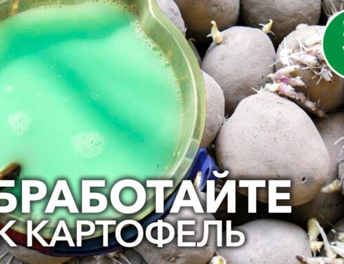 Как и чем замочить картофель перед посадкой
